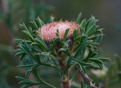 Pincushion Coneflower (Isopogon dubius)