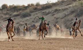 camel festival