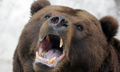 Bear Ransacks House-Gobbles Up Chocolates From Fridge