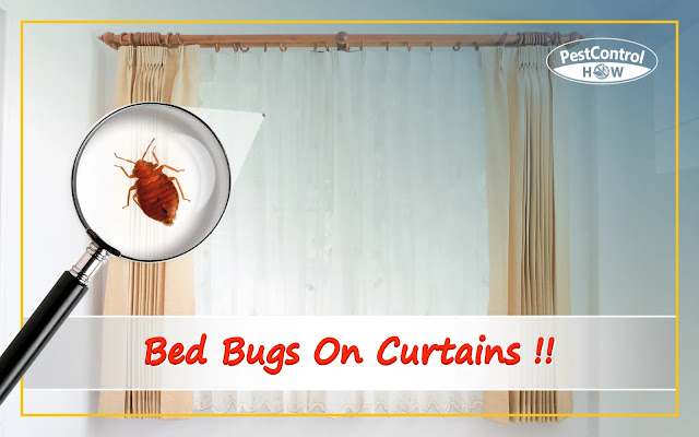 bed-bugs-on-curtains