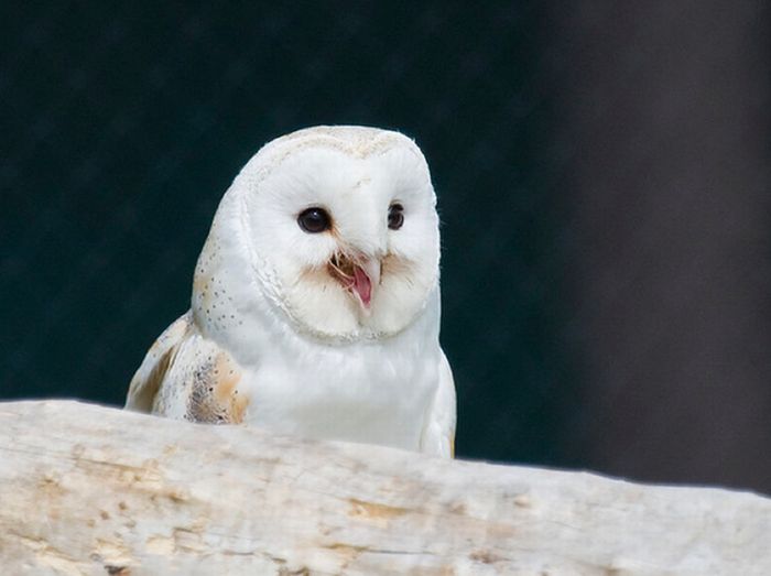 pictures-of-funny-laughing-owls