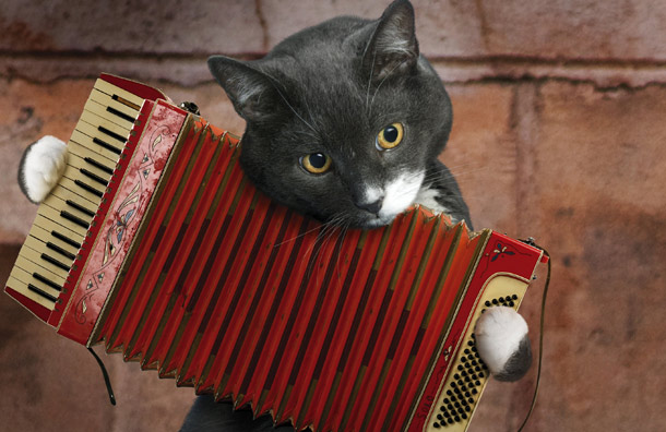 Kucing main akordion