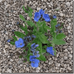 Anchusa