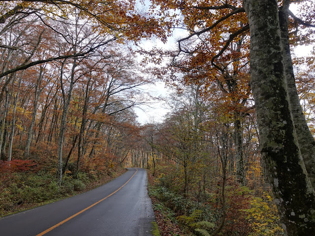 鳥取県道45号倉吉江府溝口線（大山環状道路）の紅葉