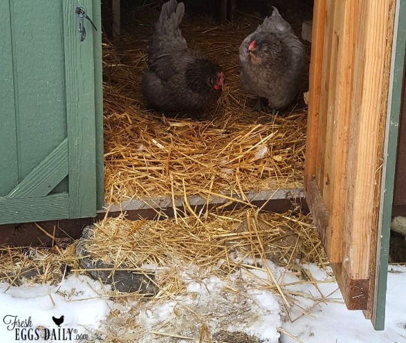 4 Things Your Chickens Need This Winterand 3 Things They Dont