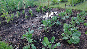 allotment update midsummer in Norfolk