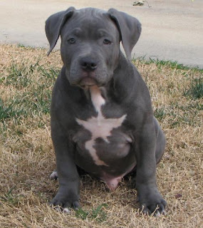 pitbull puppies for sale