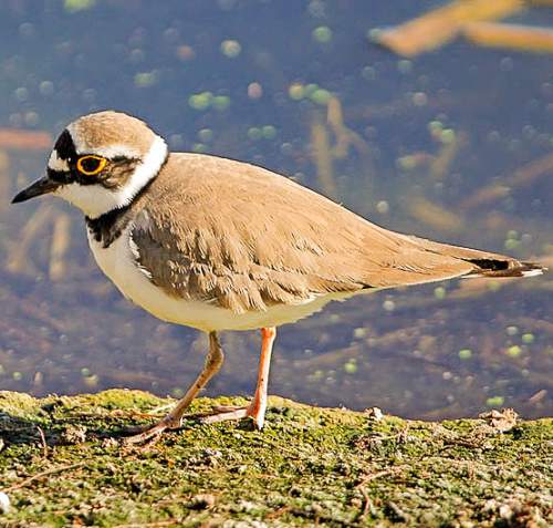 Charadrius dubius