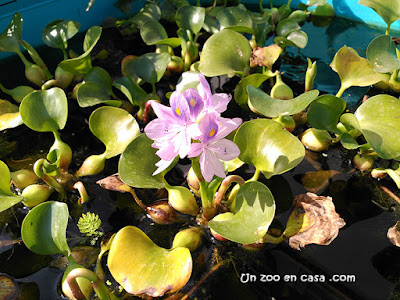 Jacinto de agua (Eichhornia crassipes)