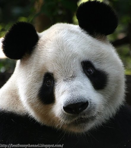 Nice panda.