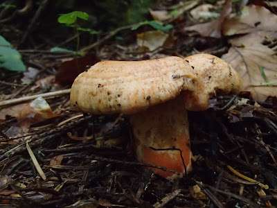 Orawa, Lipnica Wielka, Babia Góra, grzyby lipcowe, mleczaj jodłowy, Lactarius salmonicolor