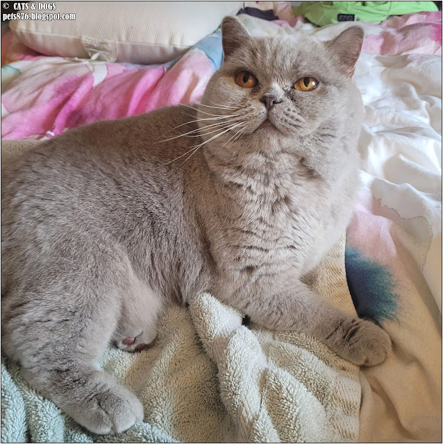 british shorthair cat