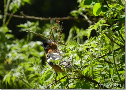 Male Black Headed Grosbeak