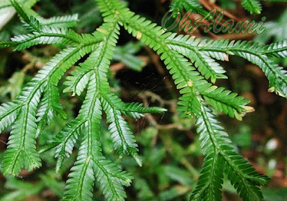 Cakar Ayam (Selaginella Doederleinii Hieron)