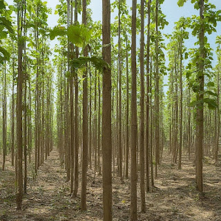 Vertical Teak Forests