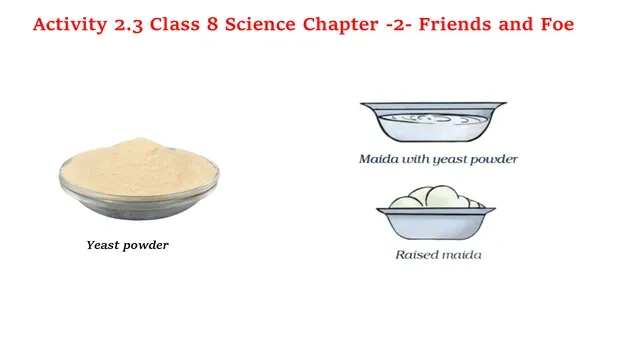Activity 2.3 Class 8 Science Friends and Foe