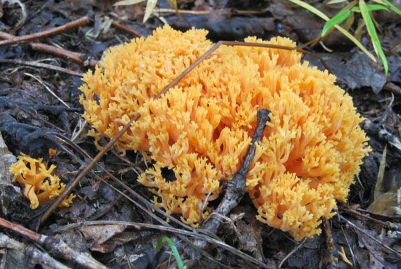 Shaped like a mushroom corals