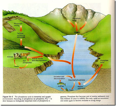 phosphorous_cycle
