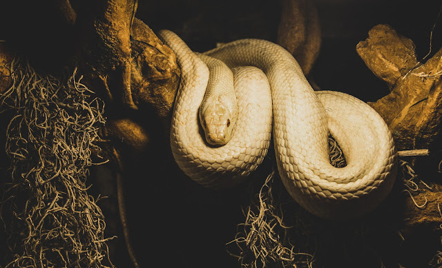 Snake Health 101: How to Know if Your Snake is Sick and How to Care for Them