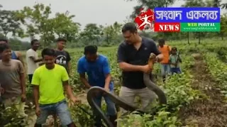 কিং কোবরা