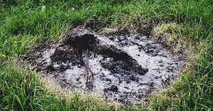 Uses of wood ash in your garden