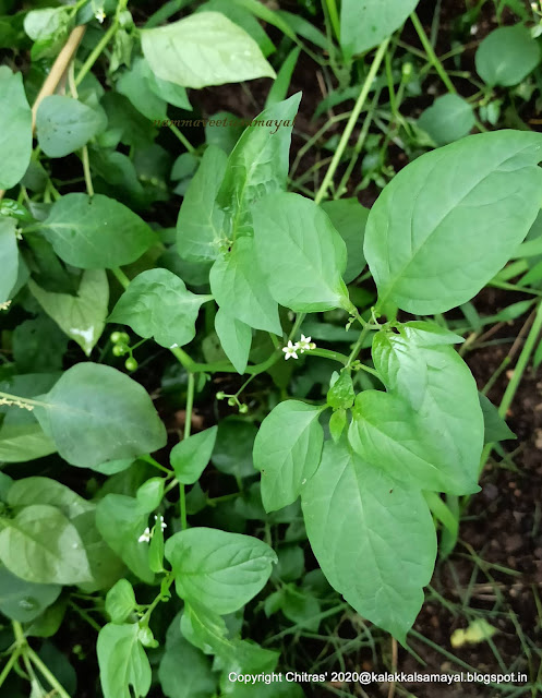 Manathakkali keerai [ Black nightshade leaves ]