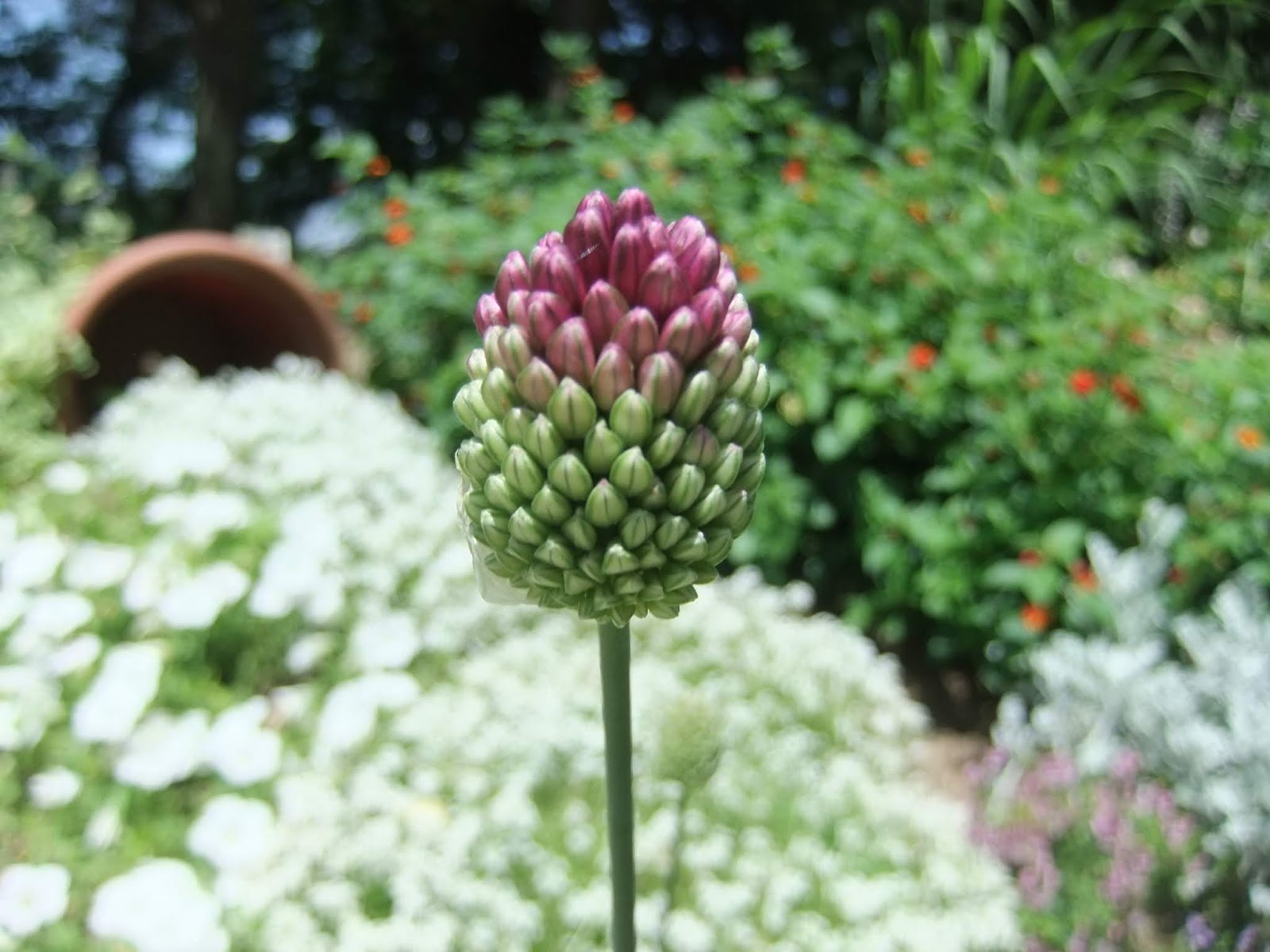 福岡市植物園ブログ ちいさな大発見 No 40 19 ６ 13 ヘェー ネギのなかま