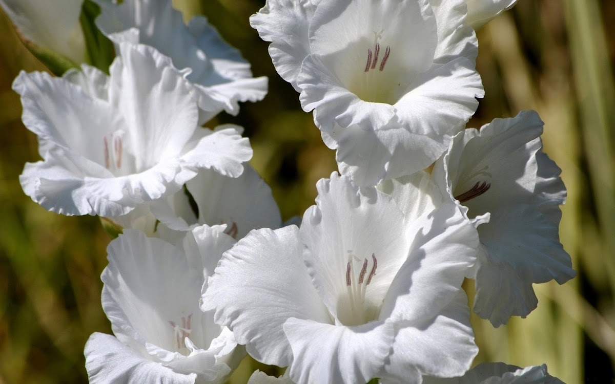White Flowers Widescreen HD Wallpaper 9