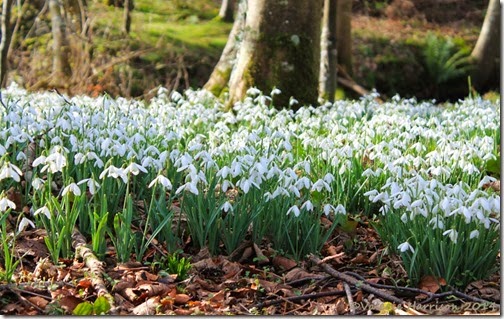 23-snowdrops-Ardwell