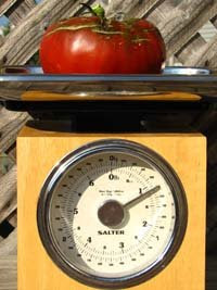 a 1.25 lb tomato on a scale