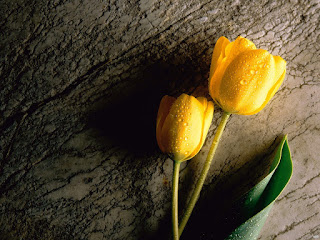 Walpaper Flower