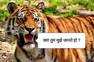 Hindi essay on tiger , about tiger in hindi