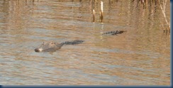 alligators in the canal