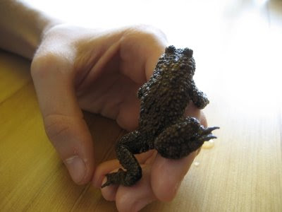 Fire Belly Toad