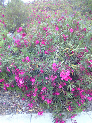 flores de adelfa