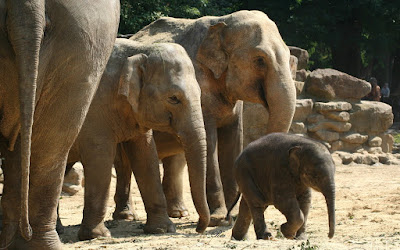 Olifantenfamilie Dierentuin Emmen