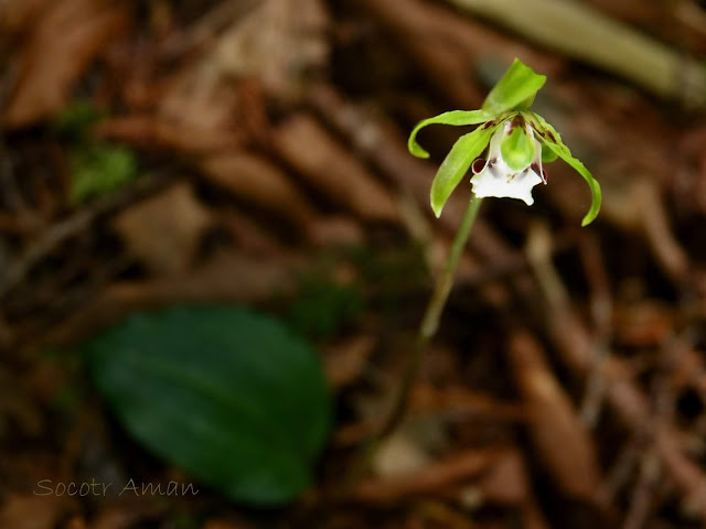 Dactylostalix ringens