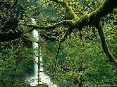 Greenery of Heaven on Earth