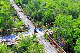 Hutan Mangrove Cilacap Hutan wisata payau Wisata Cilacap