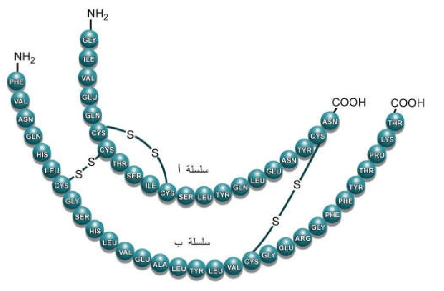 الشكل 14-24: تركيب هرمون إنسولين.