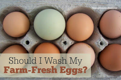 wash eggs or not to wash