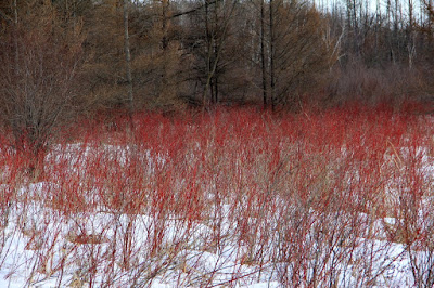 red osier dogwood brightening