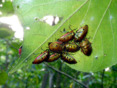 Shield Bugs (Calliphara nobilis)