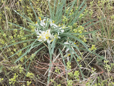 star-lily Leucocrinum montanum