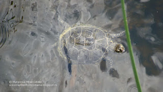 Emys orbicularis orbicularis DSC141715