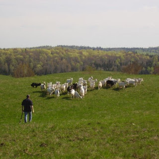 Cassis et Melisse Farm