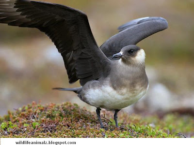 Arctic Skua Bird