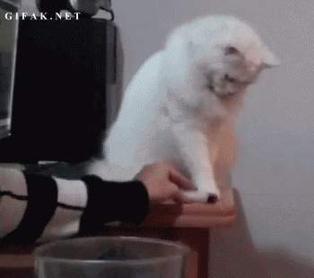 ... funny cat gifs, funny animated pictures, cat animated gifs, funny gifs