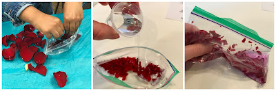 Extracting anthocyanins from flower petals