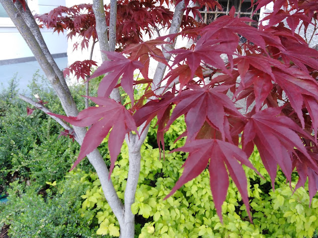 Acer palmatum